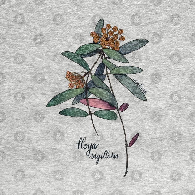 Hoya sigillatis in bloom by Wieskunde